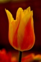 tulip-9