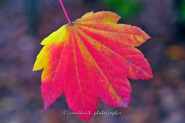 Autumn_Leaves5158.JPG