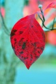 Autumn_Leaves5106