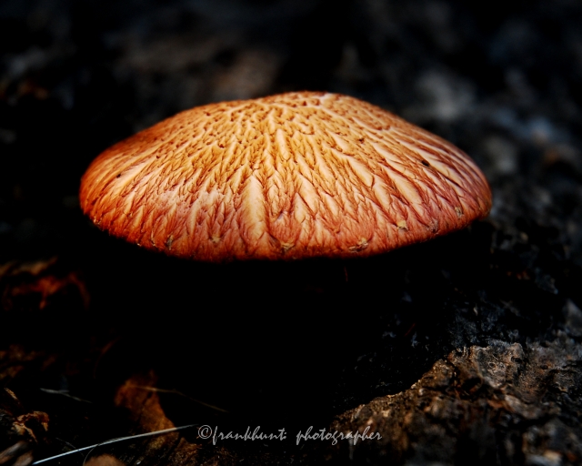 mushroom-3.jpg