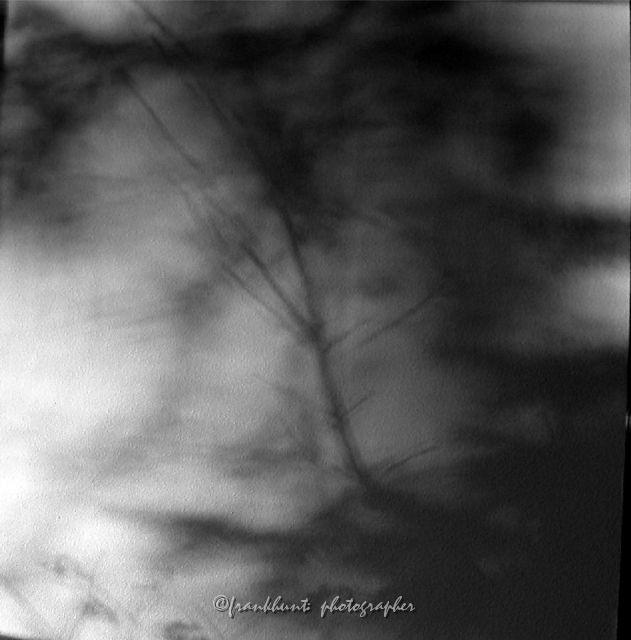 tree_shadow-1.jpg