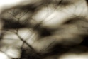tree_shadow-2